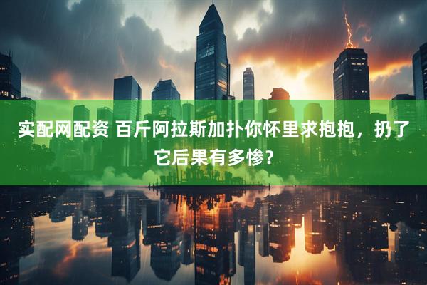 实配网配资 百斤阿拉斯加扑你怀里求抱抱，扔了它后果有多惨？